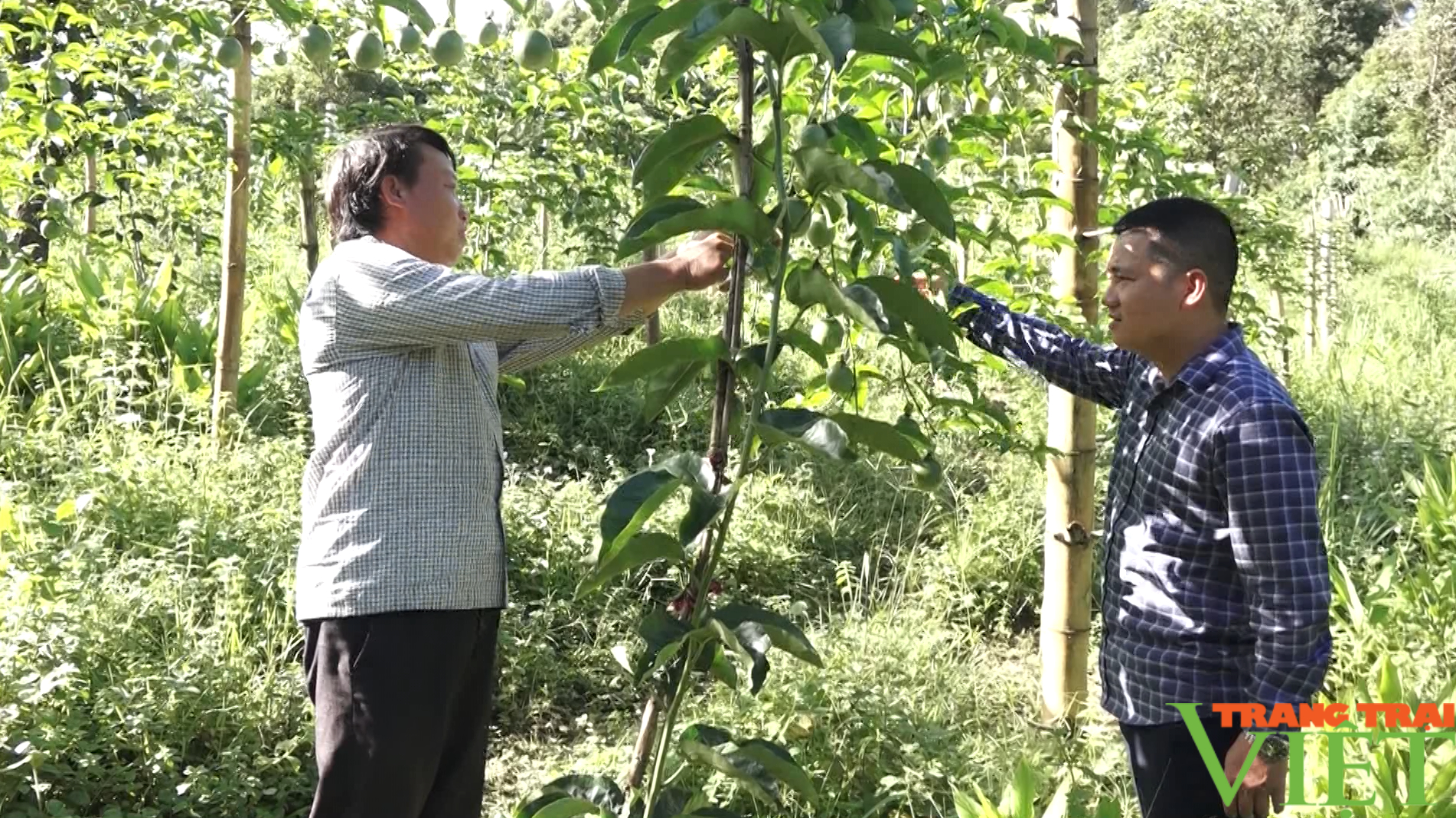 Giải pháp để người dân vùng cao Lai Châu phát triển kinh tế - Ảnh 3.