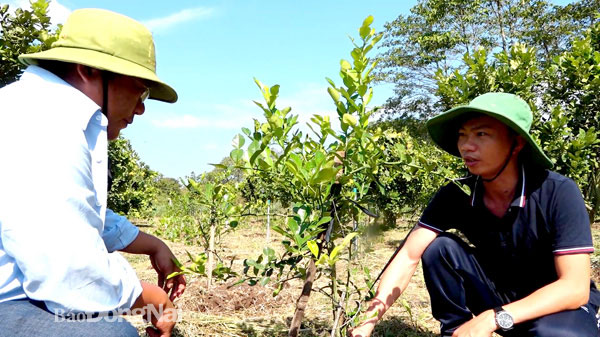 Thay vì trồng chanh lấy trái, 2 nông dân ở Đồng Nai trồng chanh chỉ để... hái lá - Ảnh 2.