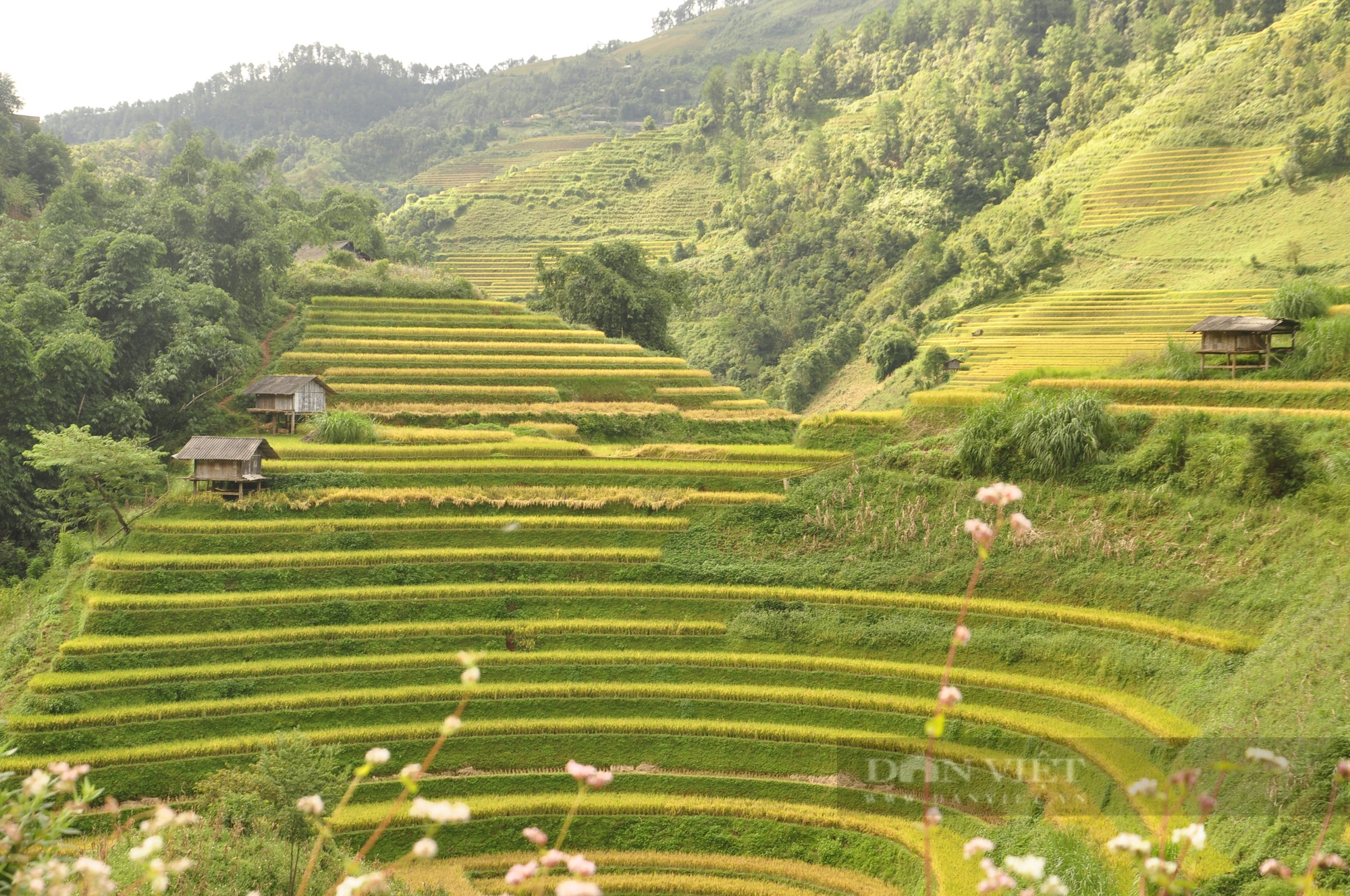 Ngẩn ngơ ngắm ruộng bậc thang Mù Cang Chải vào &quot;mùa vàng&quot;  - Ảnh 5.