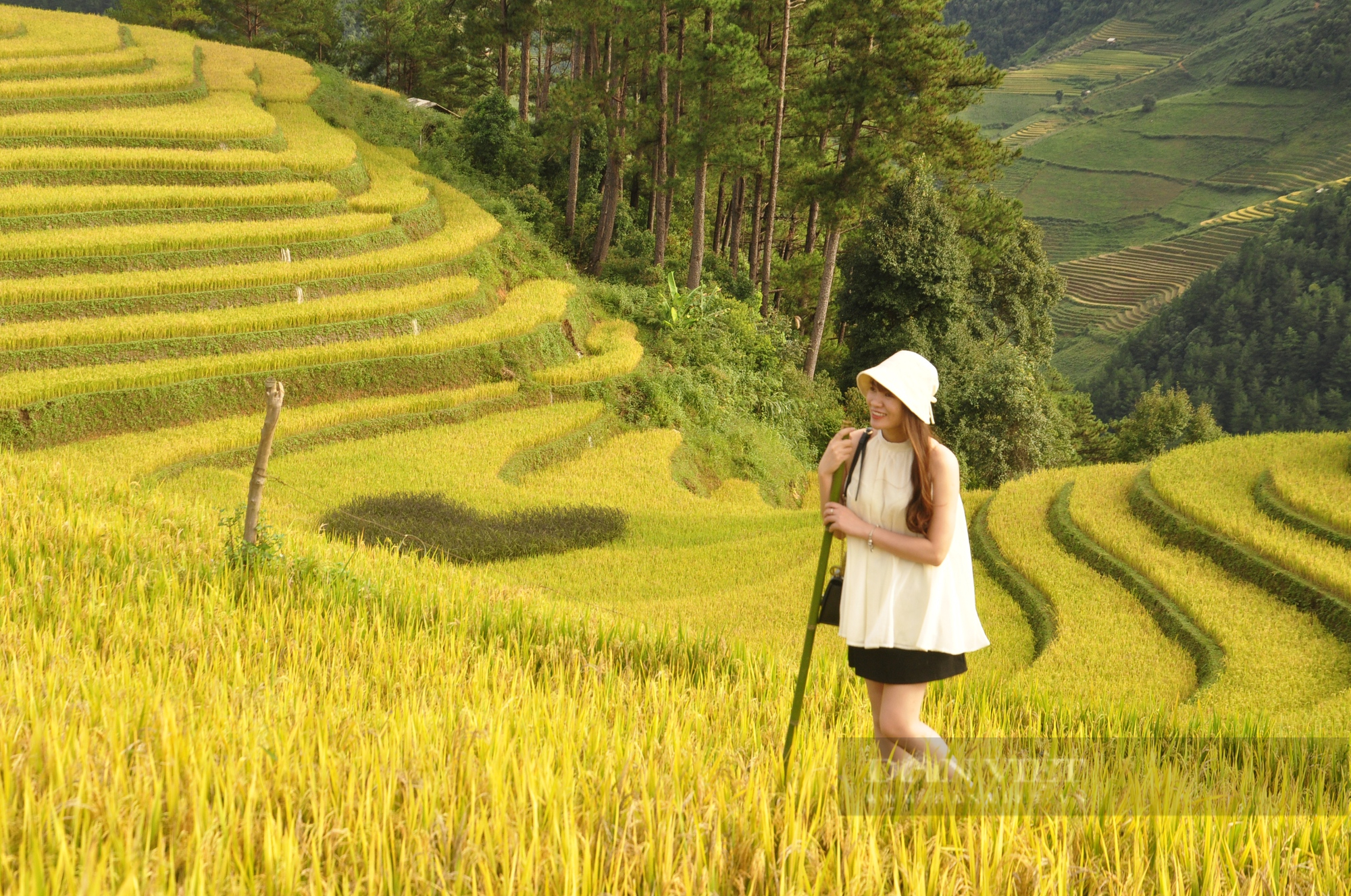 Ngẩn ngơ ngắm ruộng bậc thang Mù Cang Chải vào &quot;mùa vàng&quot;  - Ảnh 12.