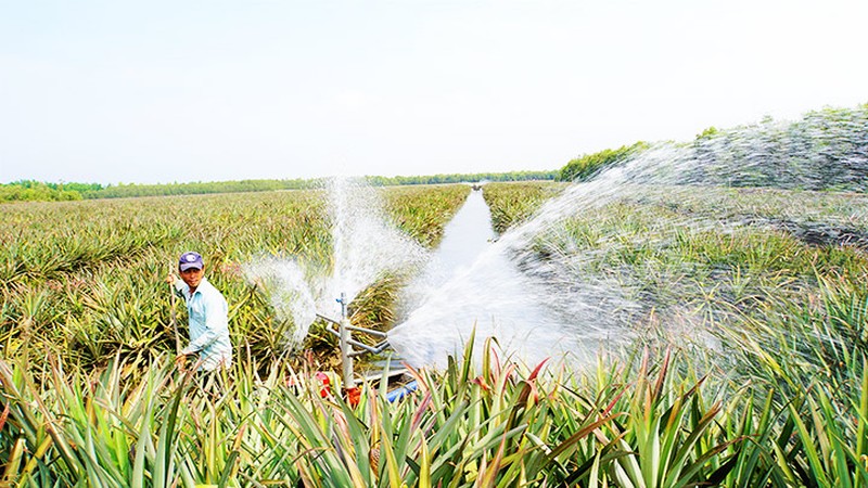 Sông Vàm Cỏ Đông chảy qua tỉnh Tây Ninh có loài cá lạ mà giới chơi cá cảnh đang săn lùng - Ảnh 1.