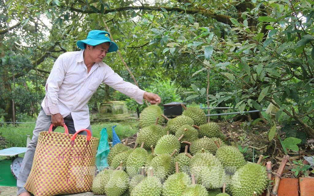 Sầu riêng ở Tiền Giang bất ngờ tăng giá gần gấp 3 lần, cả tỉnh mới có hơn 100ha được cấp mã số vùng trồng