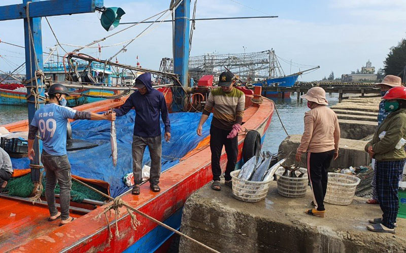 Vì sao dân câu vàng rạn biển ở Quảng Trị ra khỏi nhà là giắt 1 con dao, gặp con cá to phát hoảng? - Ảnh 1.