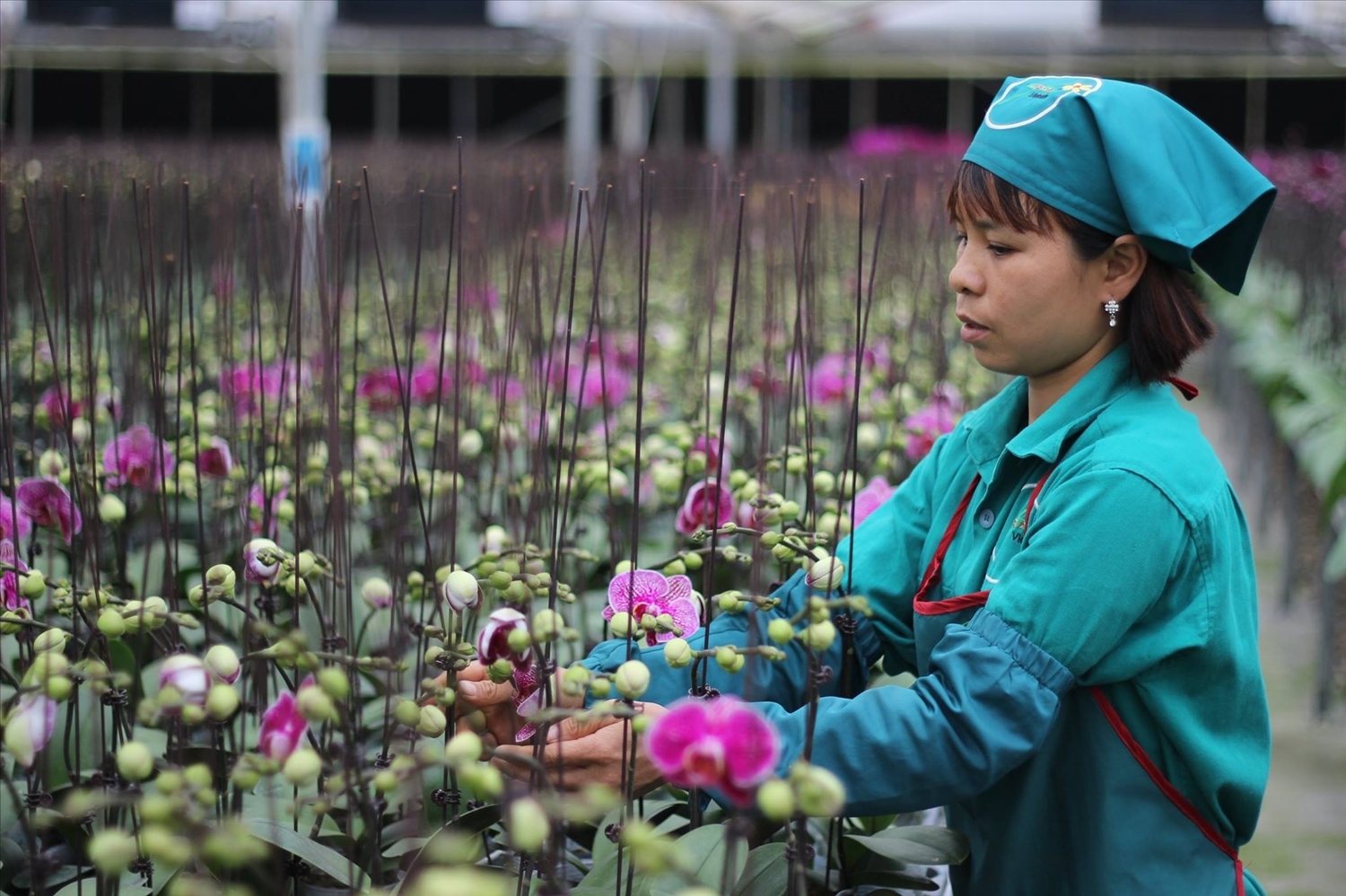 Hà Nội: Giám đốc HTX trồng lan hồ điệp chia sẻ bí quyết cho hoa nở quanh năm, thị trường cần là có ngay - Ảnh 1.