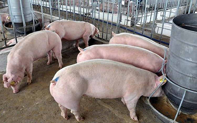 Giá lợn hơi vẫn giảm, giá toàn quốc thấp nhất chỉ còn 51.000 đồng/kg - Ảnh 1.