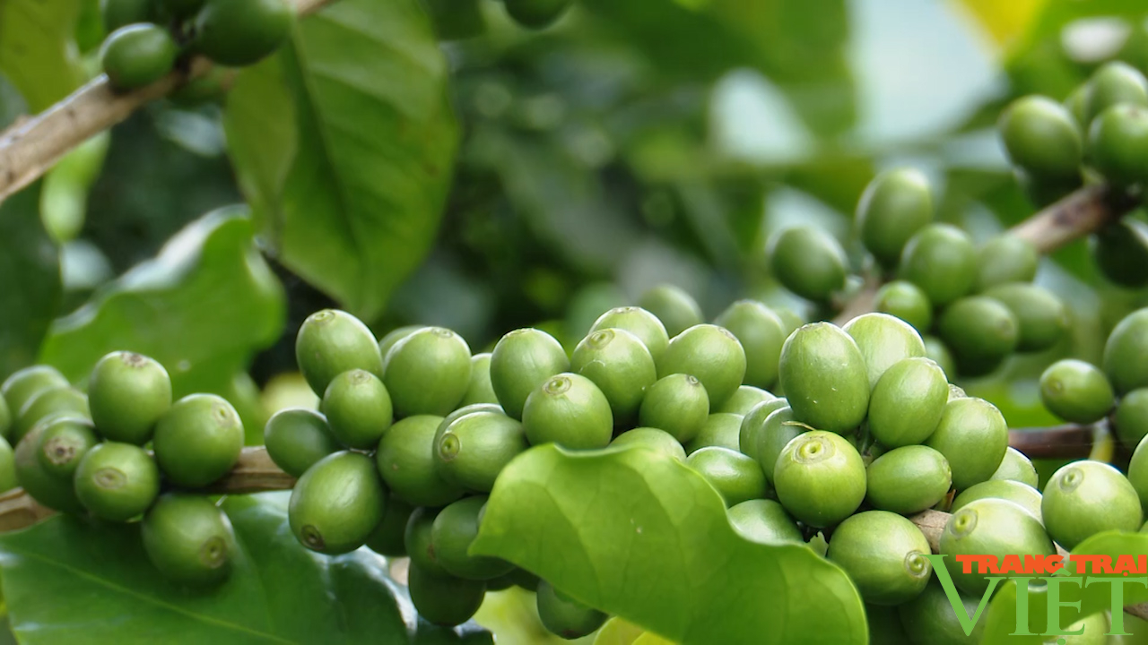 Sơn La: Bàn giải pháp nâng cao chất lượng cà phê - Ảnh 11. Sơn La: Bàn giải pháp nâng cao chất lượng cà phê - Ảnh 11.