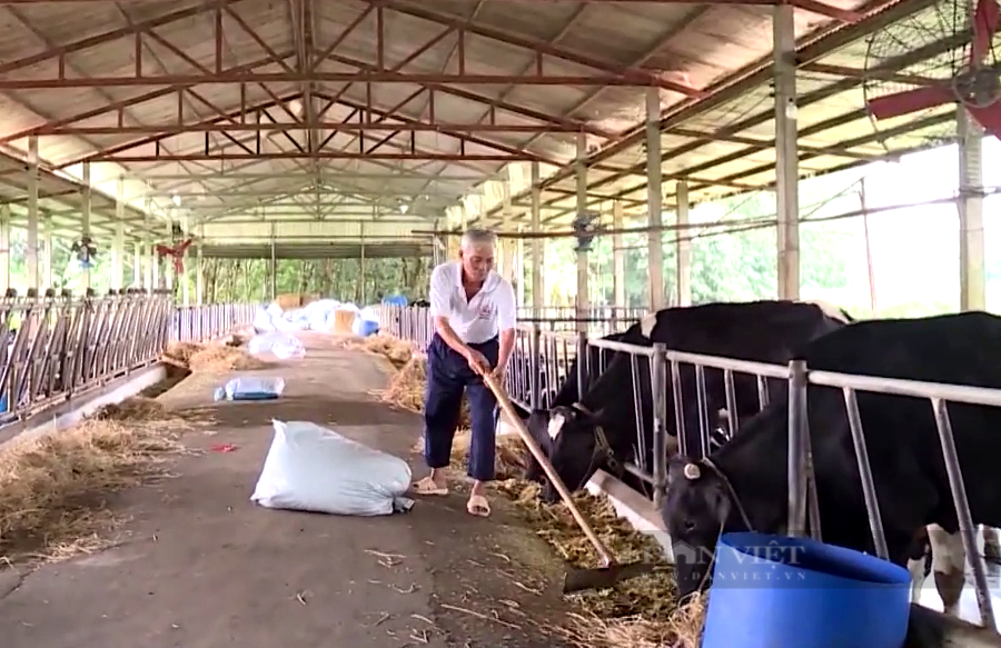 Huyện nông thôn mới Củ Chi cải thiện môi trường trong chăn nuôi bò sữa  - Ảnh 1.