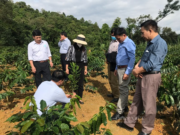 Dấu ấn khuyến nông với những mô hình &quot;5 tăng&quot;: Cây được mệnh danh là &quot;nữ hoàng&quot; kỳ vọng mang về tiền tỷ (Bài 2) - Ảnh 3.