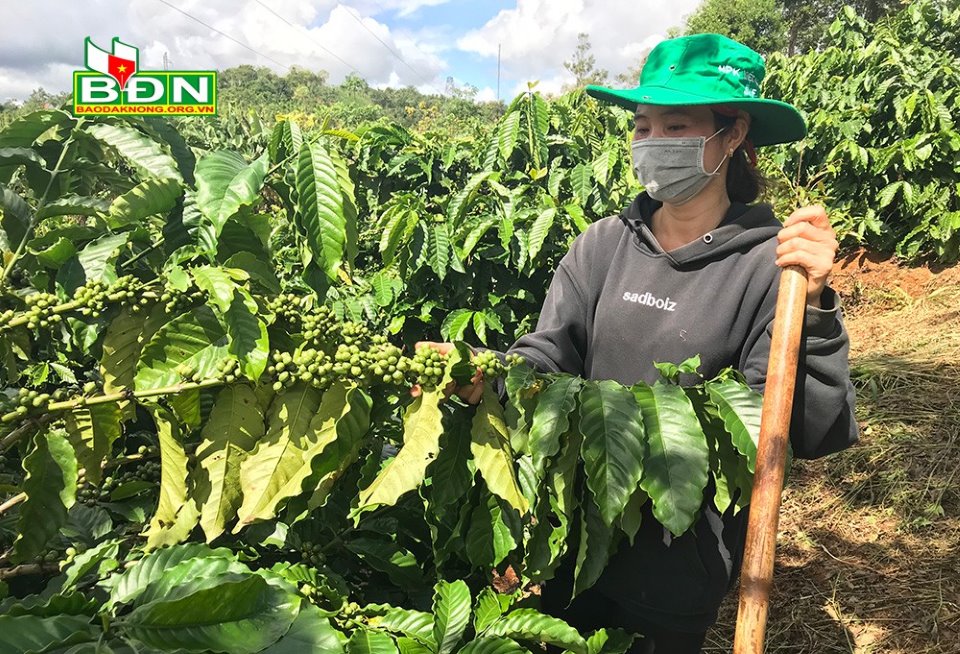 Vườn cà phê cây nào cây nấy sờ đâu cũng đụng trái, nhưng dân Đắk Nông đang lo lắng điều gì? - Ảnh 1.