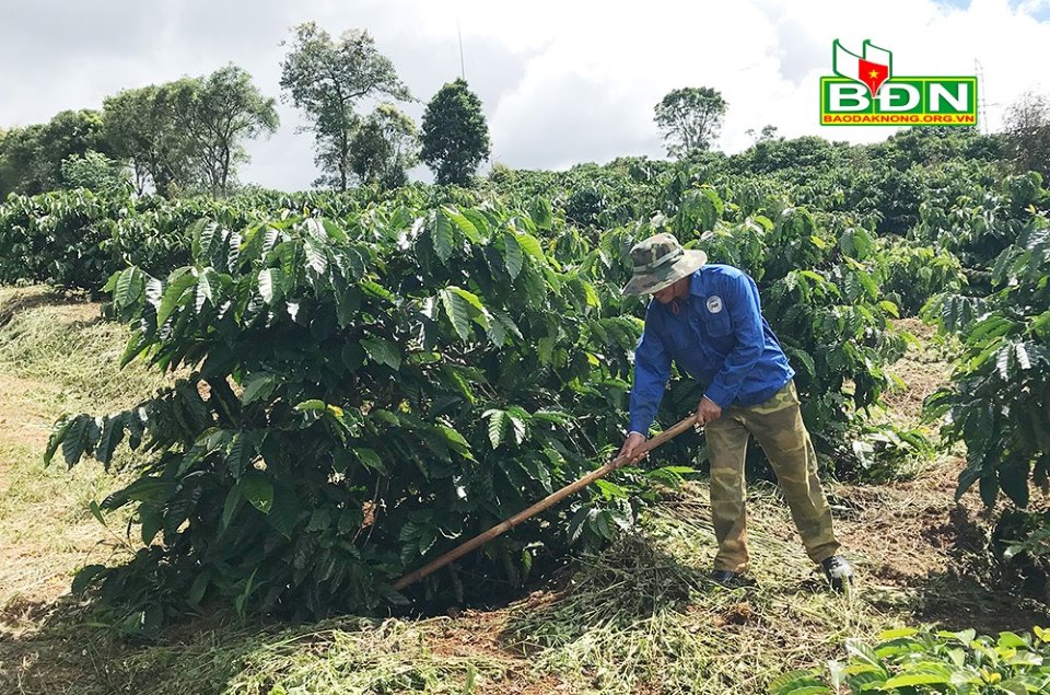 Vườn cà phê cây nào cây nấy sờ đâu cũng đụng trái, nhưng dân Đắk Nông đang lo lắng điều gì? - Ảnh 3.