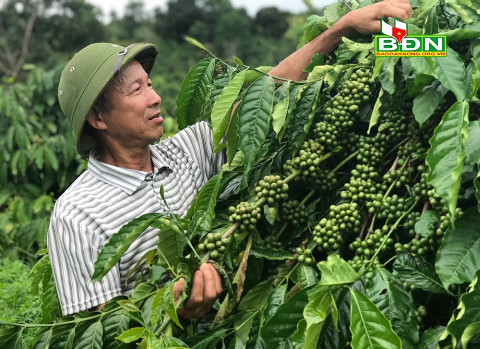 Vườn cà phê cây nào cây nấy sờ đâu cũng đụng trái, nhưng dân Đắk Nông đang lo lắng điều gì? - Ảnh 2.