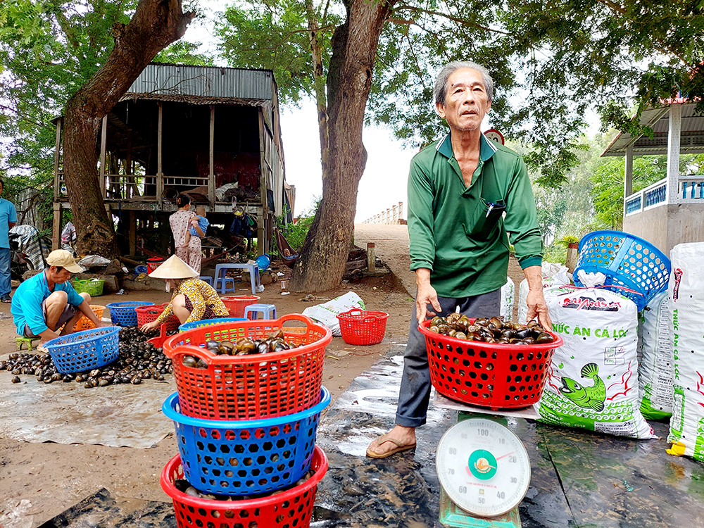 An Giang: Sản vật mùa nước nổi là bao loài tôm, cá, cua, ốc,... đặc sản, dân ra đánh bắt, kiếm tiền mưu sinh - Ảnh 9.