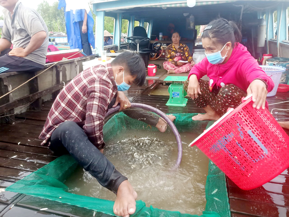 An Giang: Sản vật mùa nước nổi là bao loài tôm, cá, cua, ốc,... đặc sản, dân ra đánh bắt, kiếm tiền mưu sinh - Ảnh 12.