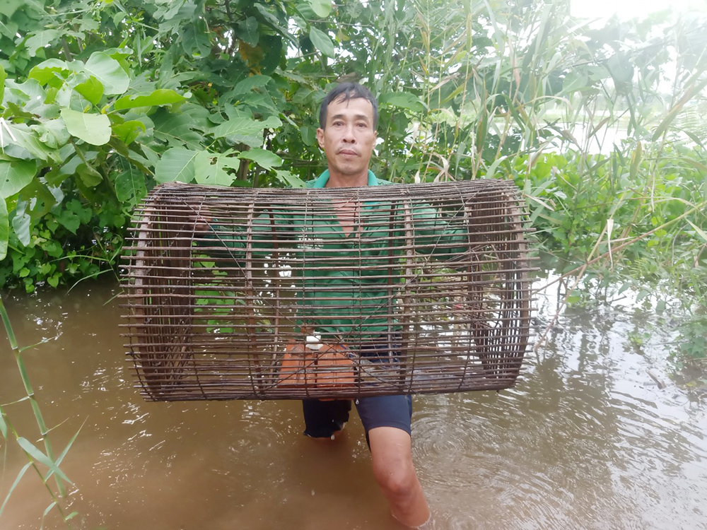 An Giang: Sản vật mùa nước nổi là bao loài tôm, cá, cua, ốc,... đặc sản, dân ra đánh bắt, kiếm tiền mưu sinh - Ảnh 3.