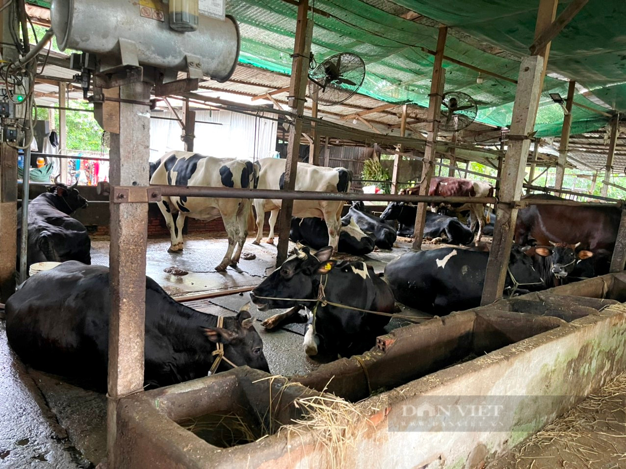 Huyện nông thôn mới Củ Chi cải thiện môi trường trong chăn nuôi bò sữa  - Ảnh 4.