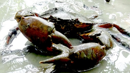 Ăn cua từ đồng ra biển khi về miền Tây, nổi tiếng hơn cả là con ba khía, con cua biển to bự Cà Mau - Ảnh 1.
