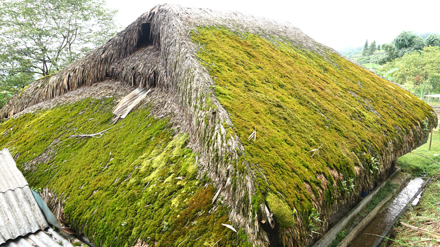 Làng ở Hà Giang thấy lạ lắm, tất cả các mái nhà đều mọc kín một thứ &quot;cỏ&quot; mượt như nhung, đổi màu theo mùa - Ảnh 5.