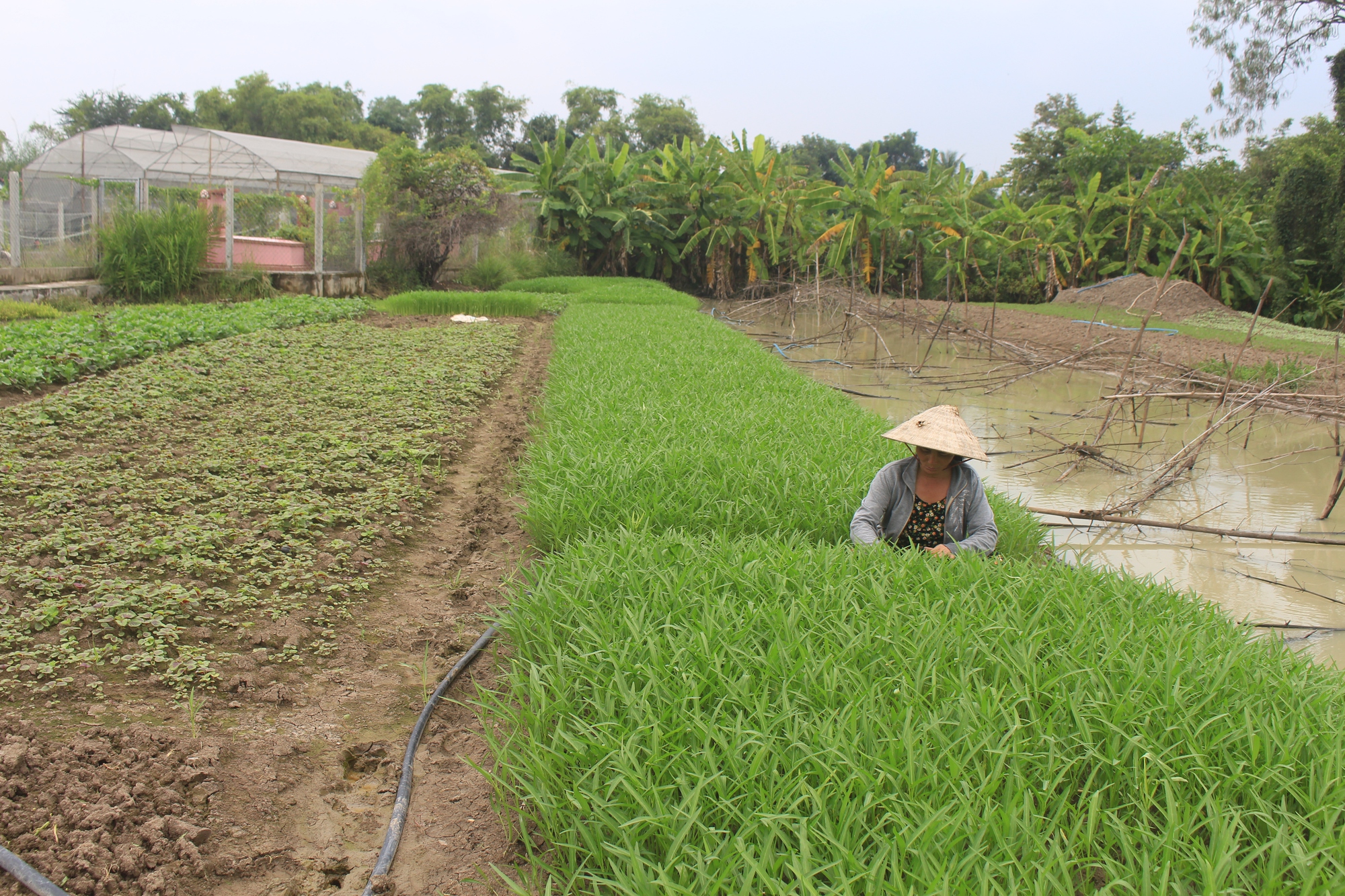 HTX nông nghiệp tại TP.HCM tăng tốc làm OCOP - Ảnh 4.