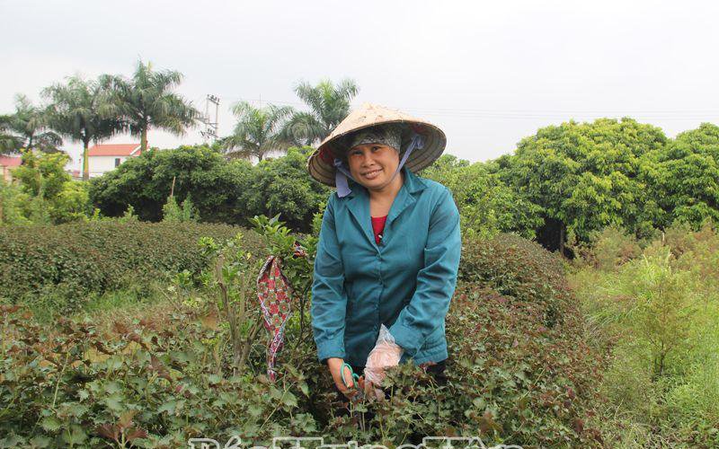 Hàng trăm hộ dân của một làng ở Hưng Yên giàu lên nhờ trồng tía tô, kinh giới, cà gai leo...