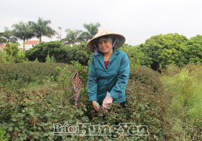 Hàng trăm hộ của một làng ở Hưng Yên giàu lên nhờ trồng tía tô, kinh giới, cà gai leo... - Ảnh 1.