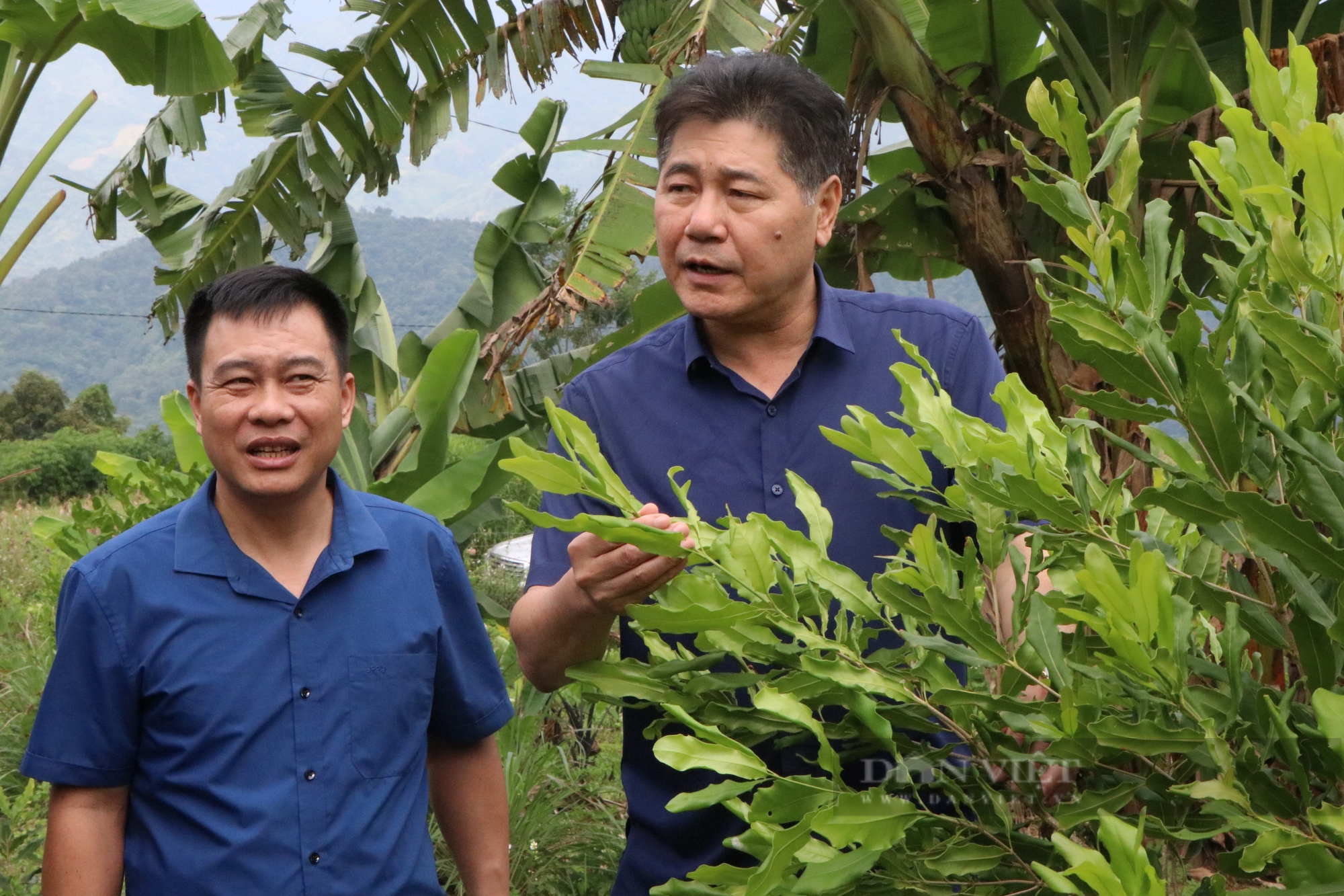 Dấu ấn khuyến nông với những mô hình &quot;5 tăng&quot;: Cây được mệnh danh là &quot;nữ hoàng&quot; kỳ vọng mang về tiền tỷ (Bài 2) - Ảnh 4.