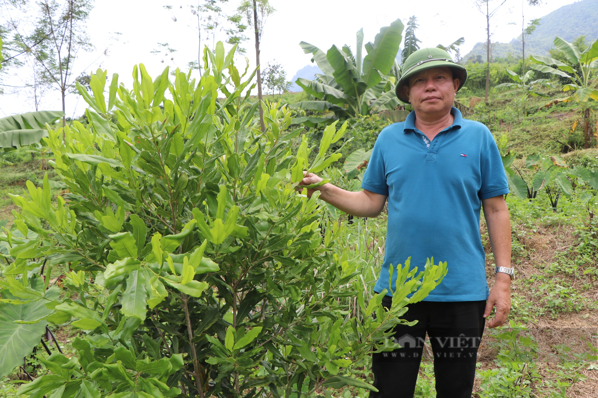 Dấu ấn khuyến nông với những mô hình &quot;5 tăng&quot;: Cây mệnh danh “nữ hoàng” kỳ vọng thu tiền tỷ cho nông  Tây Bắc - Ảnh 2.