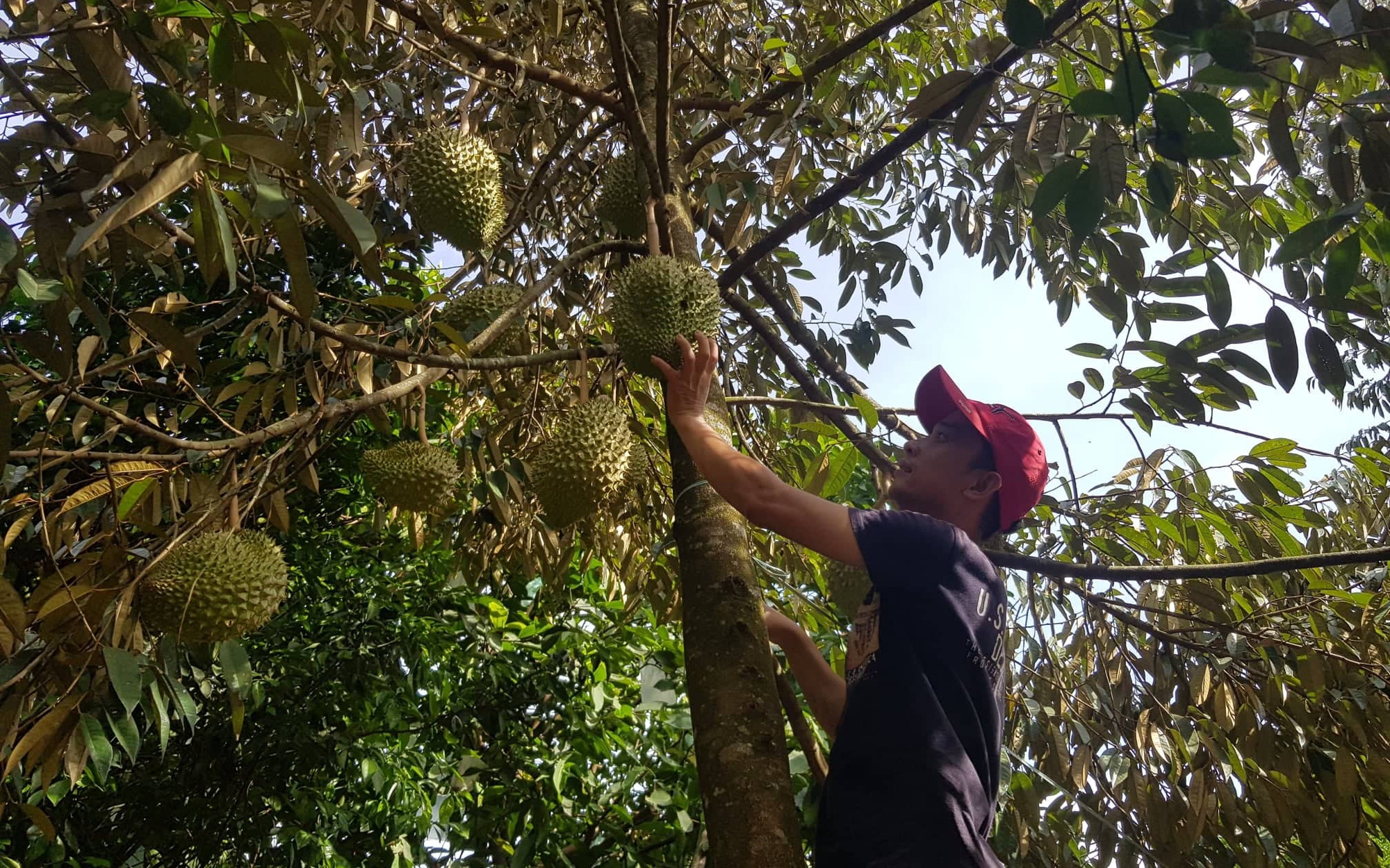 Làm du lịch gắn với kinh tế vườn, mô hình trang trại giúp miền núi Nông Sơn đẹp lên từng ngày