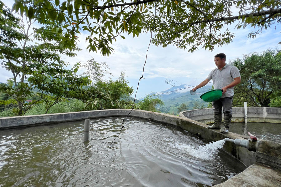 Cá đặc sản nuôi trong bể nước lạnh trên núi tăng giá mạnh, nông dân Lào Cai lại phấn khởi tái đàn - Ảnh 2.