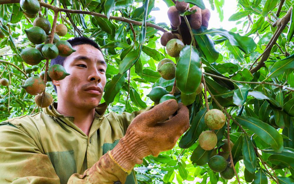 Vì sao 8 năm nữa, tỉnh Đắk Lắk nâng gấp đôi diện tích trồng mắc ca lấy thứ hạt ví như nữ hoàng quả khô?