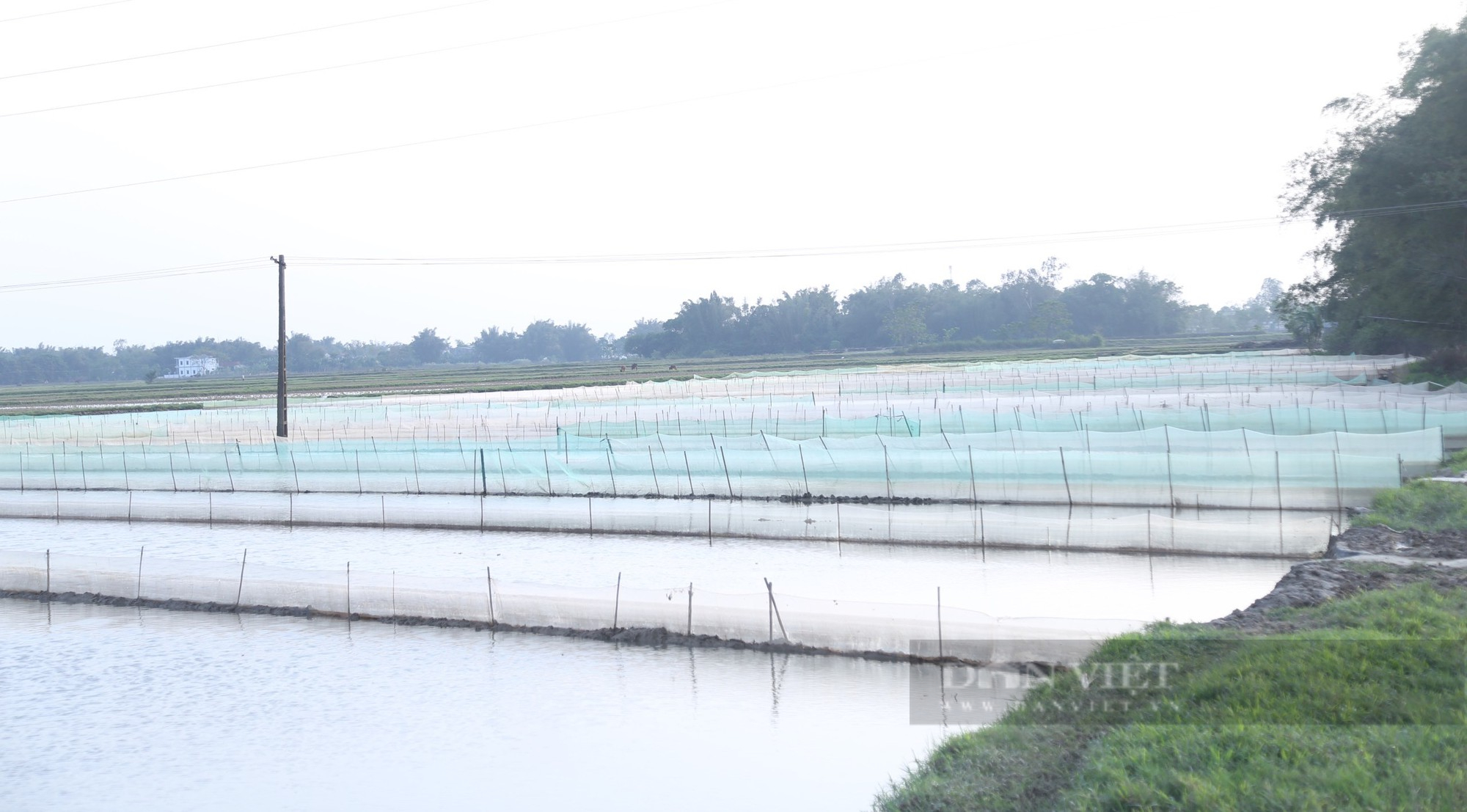 Nông dân vùng hạ du sông Lam giăng lưới kín ruộng để chờ điều bất ngờ từ loài đặc sản có giá đắt đỏ - Ảnh 1.