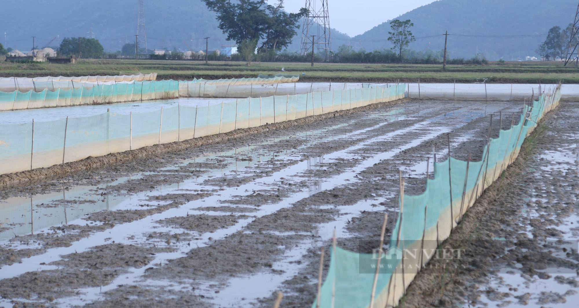 Nông dân vùng hạ du sông Lam giăng lưới kín ruộng để chờ điều bất ngờ từ loài đặc sản có giá đắt đỏ - Ảnh 4.