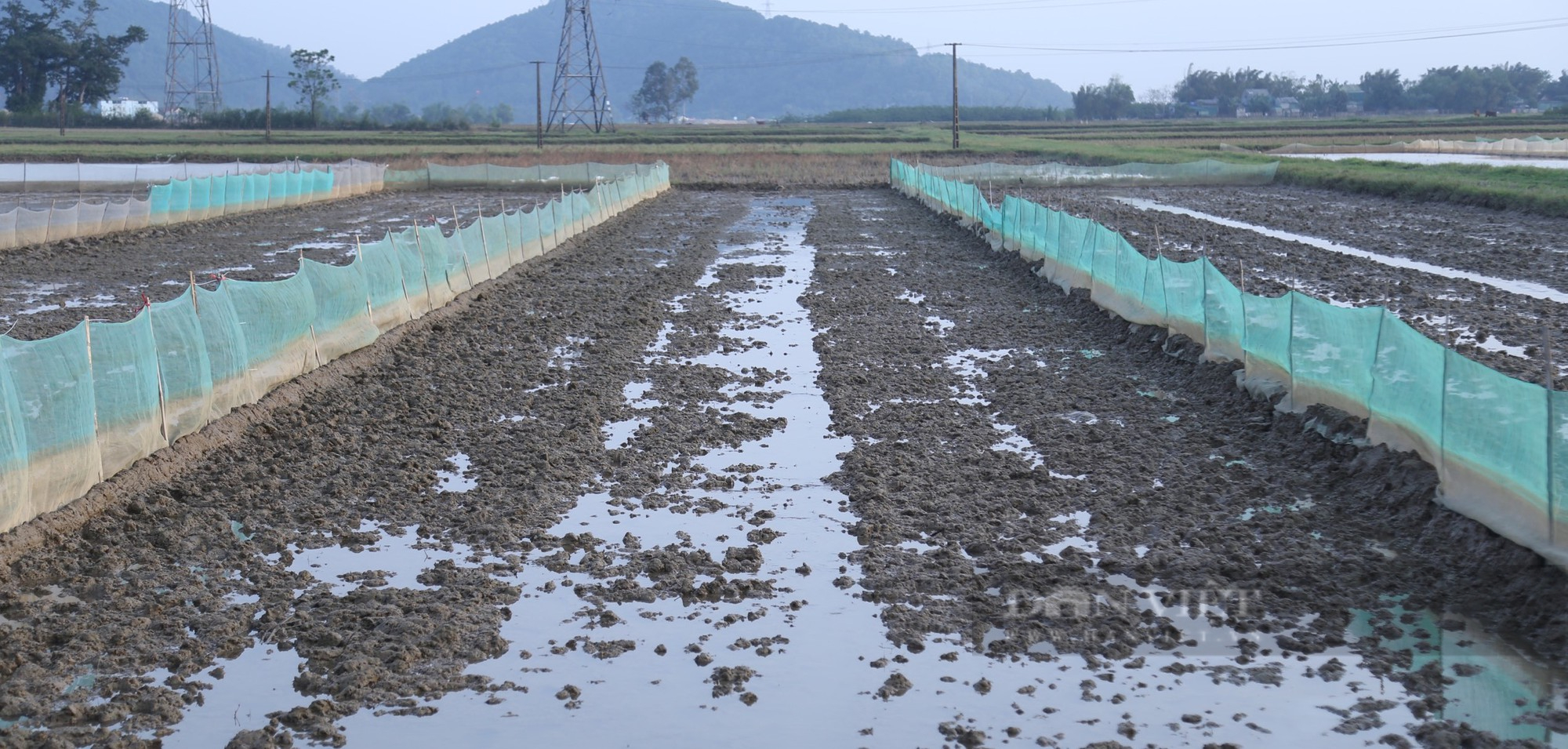 Nông dân vùng hạ du sông Lam giăng lưới kín ruộng để chờ điều bất ngờ từ loài đặc sản có giá đắt đỏ - Ảnh 2.