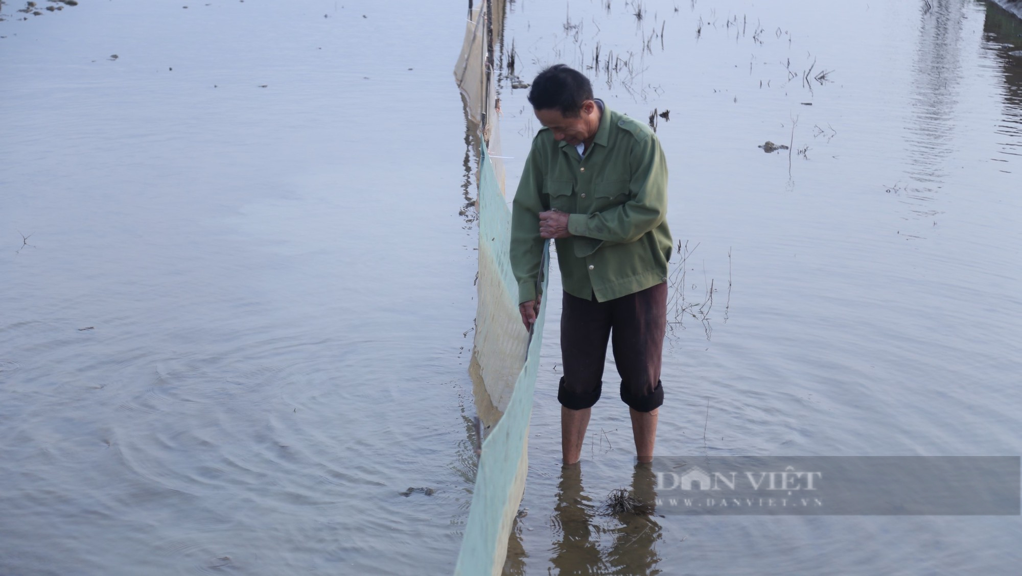 Nông dân vùng hạ du sông Lam giăng lưới kín ruộng để chờ điều bất ngờ từ loài đặc sản có giá đắt đỏ - Ảnh 3.