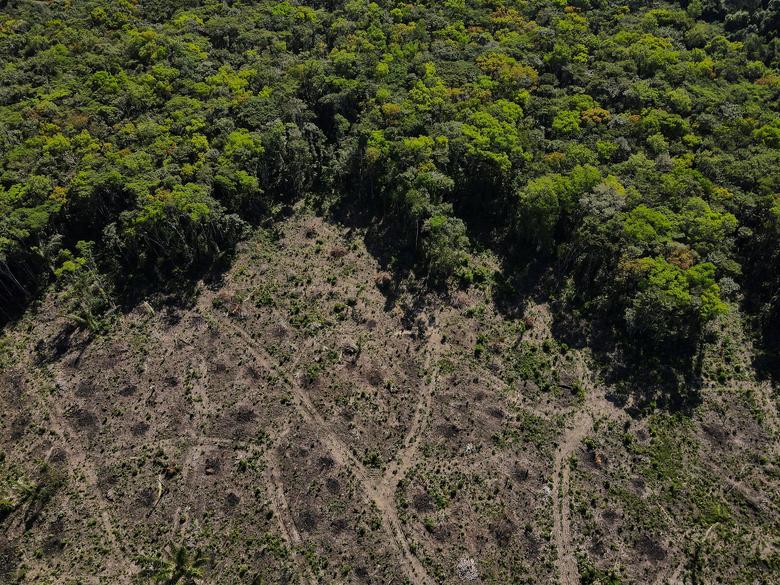 Diện tích rừng Amazon bị phá lên mức cao nhất trong 10 năm qua   baotintucvn