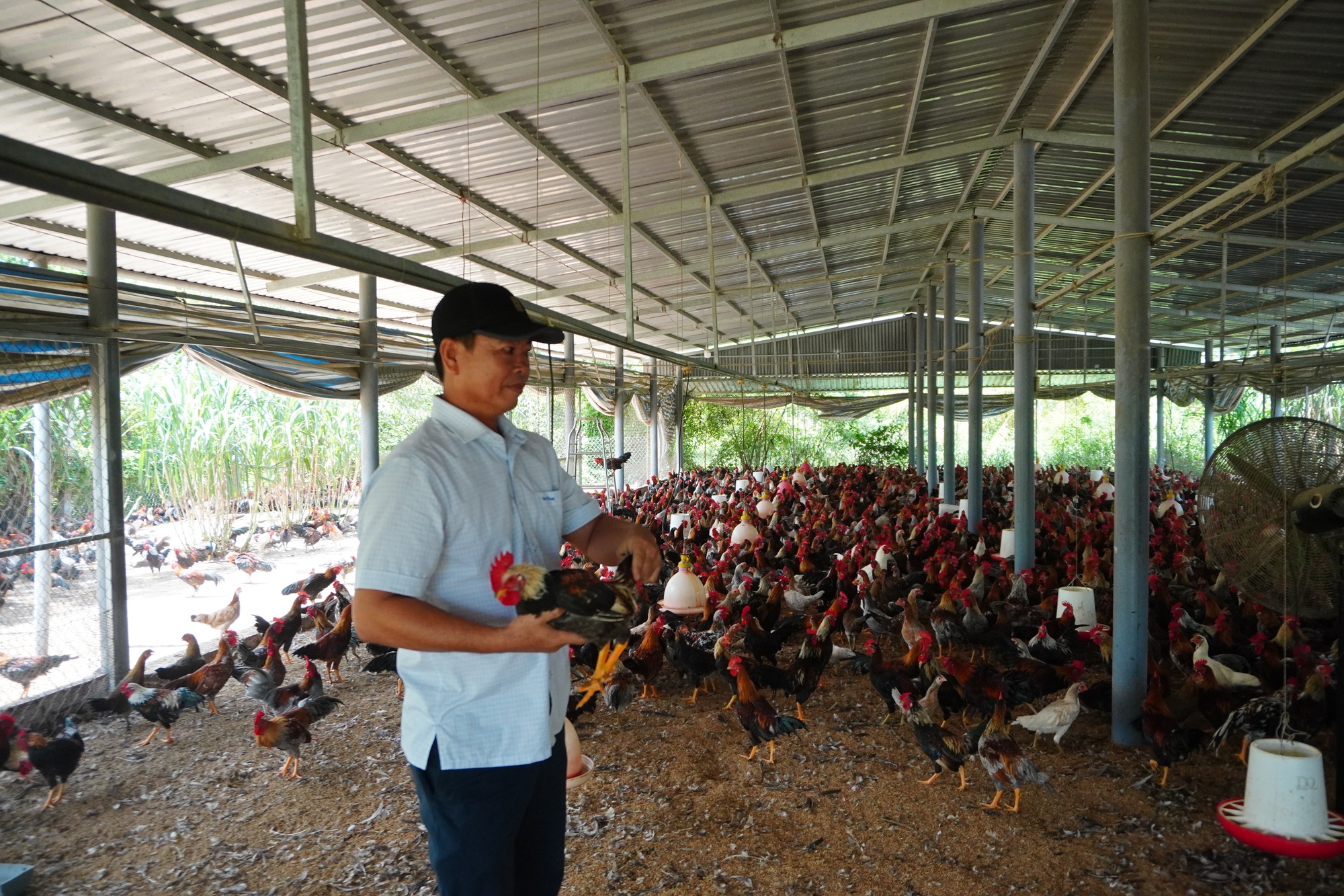 Về Gò Công nghe kể chuyện con gà tre Dương Thanh Bình giúp dân thoát nghèo - Ảnh 1.