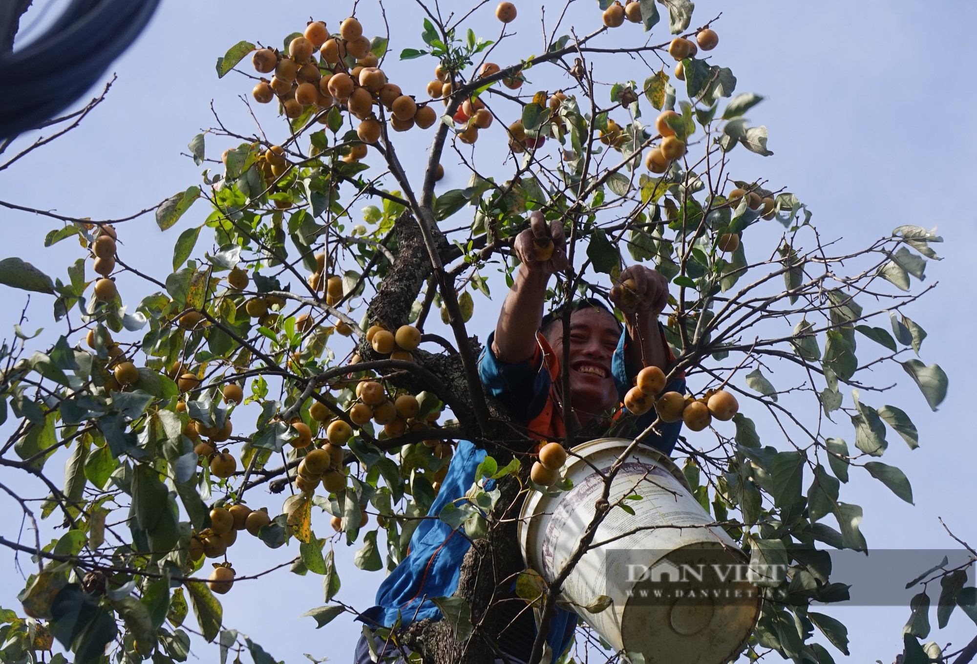 Cận cảnh quá trình thu hoạch, sơ chế thứ quả giòn tan, ngọt thanh mà nhà nhà đều mê  - Ảnh 6.