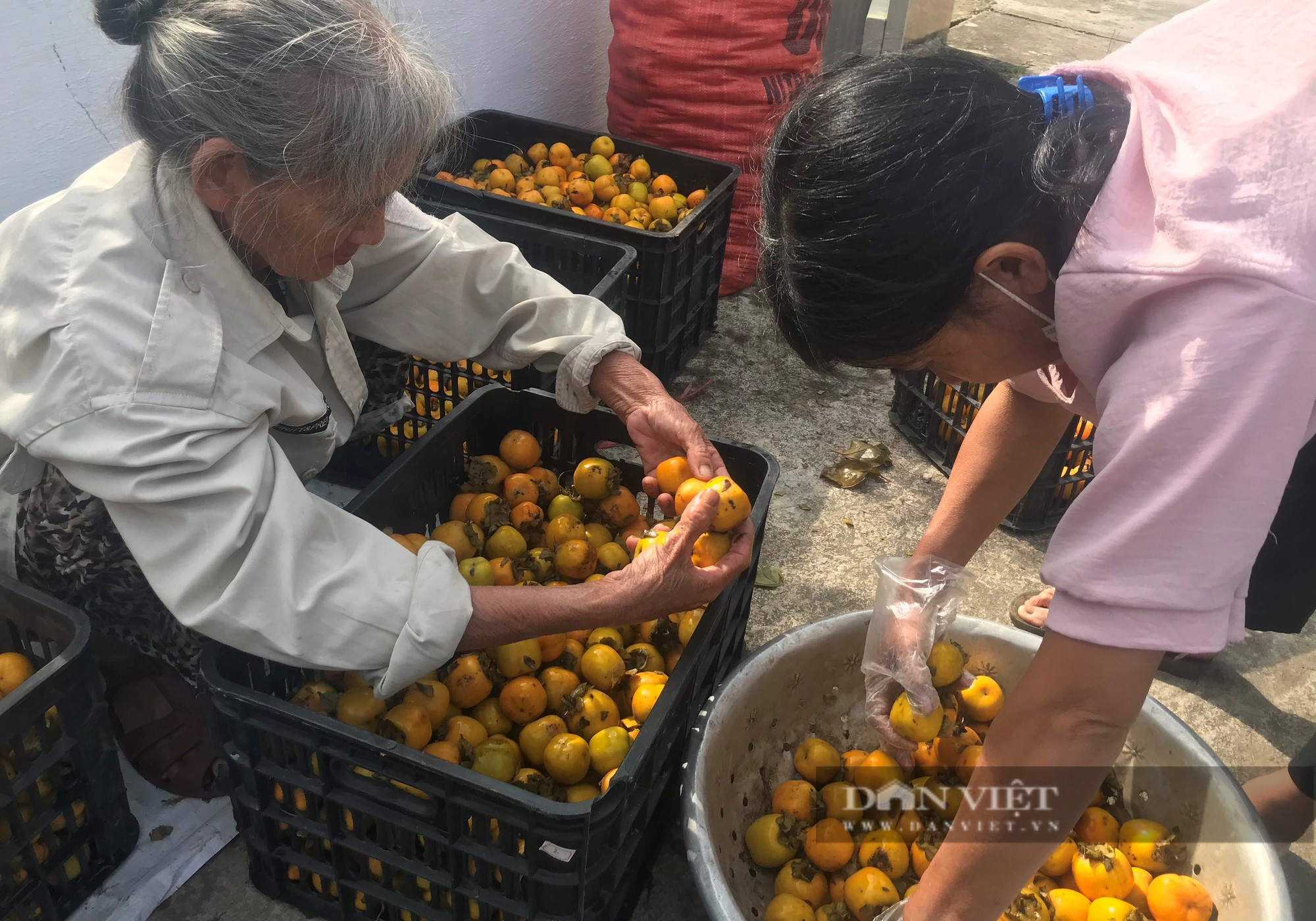 Cận cảnh quá trình thu hoạch, sơ chế thứ quả giòn tan, ngọt thanh mà nhà nhà đều mê  - Ảnh 9.