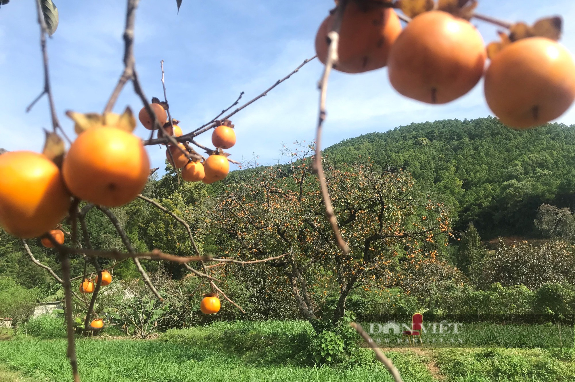 Cận cảnh quá trình thu hoạch, sơ chế thứ quả giòn tan, ngọt thanh mà nhà nhà đều mê  - Ảnh 3.