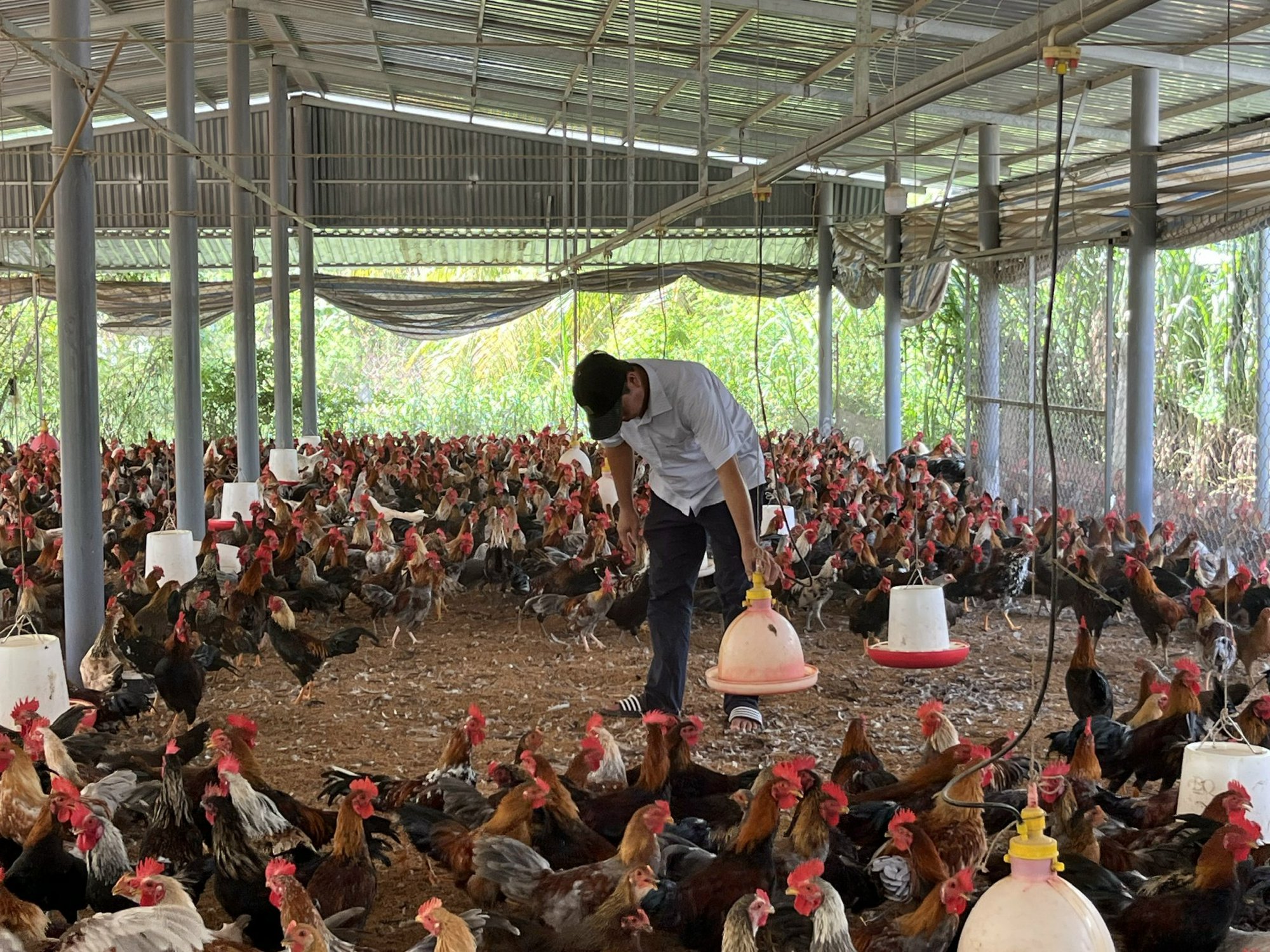 Về Gò Công nghe kể chuyện con gà tre Dương Thanh Bình giúp dân thoát nghèo - Ảnh 3.