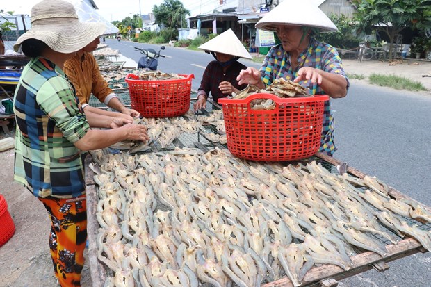 Nước lũ trong đồng rút ra sông, bất chợt thấy dân ở vùng này Đồng Tháp kê giàn phơi la liệt cá lóc - Ảnh 3.