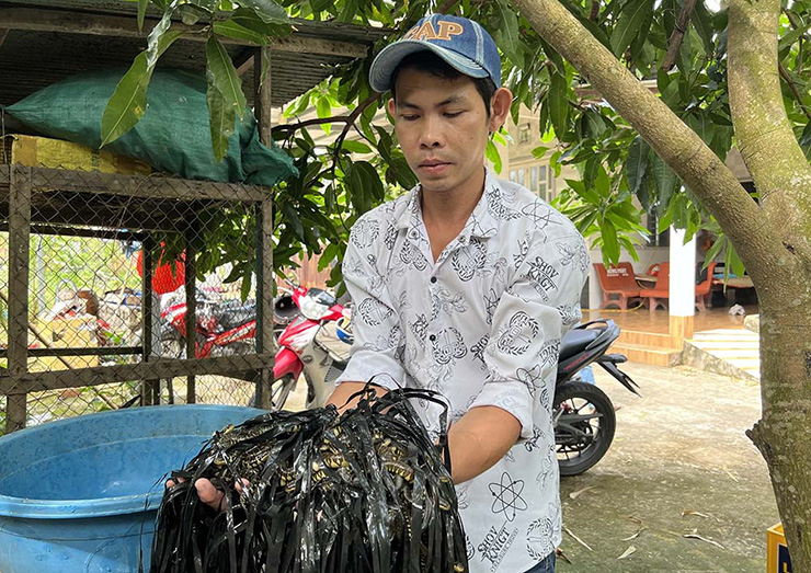 Nuôi loài hiền khô mà sao ai gặp cũng tự động tránh xa, 9X Cần Thơ kiếm hàng trăm triệu mỗi năm - Ảnh 9.