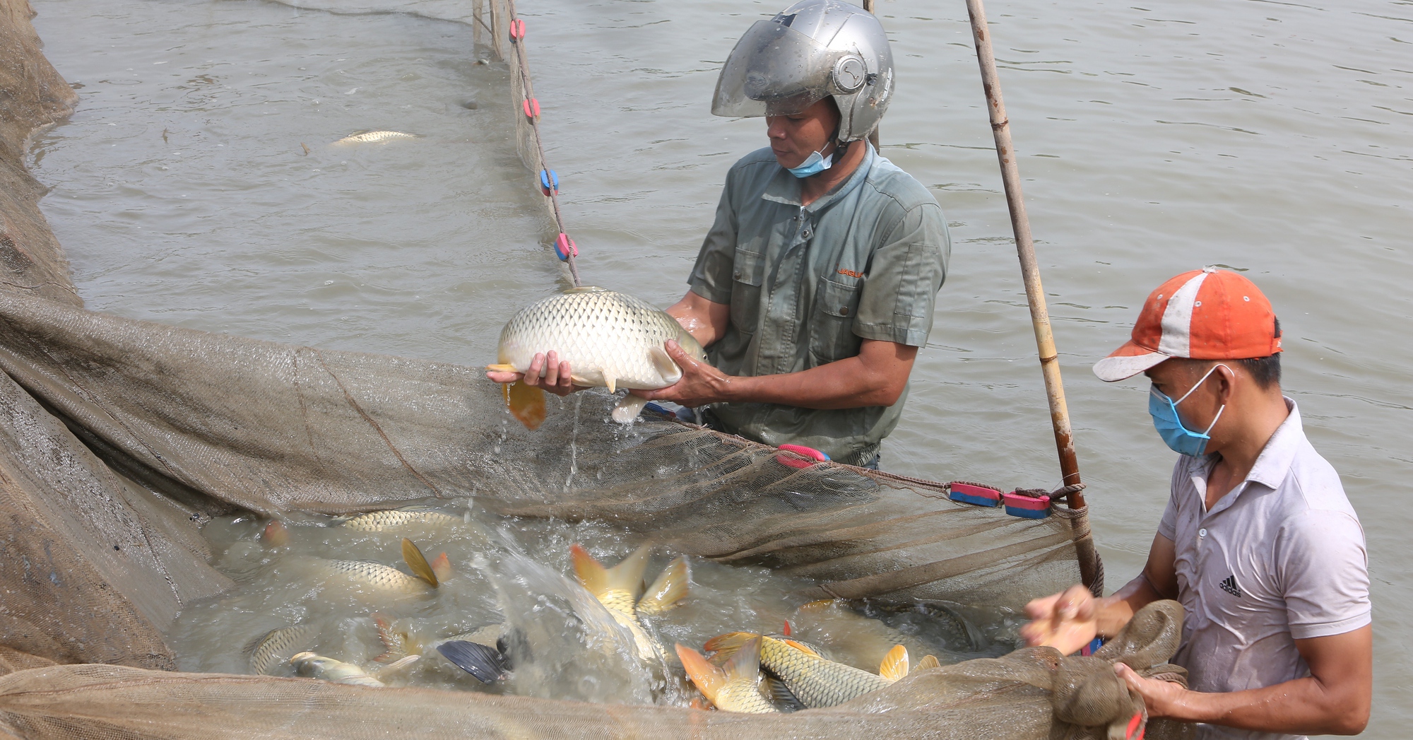 Một nông dân tỷ phú nuôi cá giống cả làng ở Bắc Ninh phục lăn, kéo mẻ lưới người ta kéo đến xem