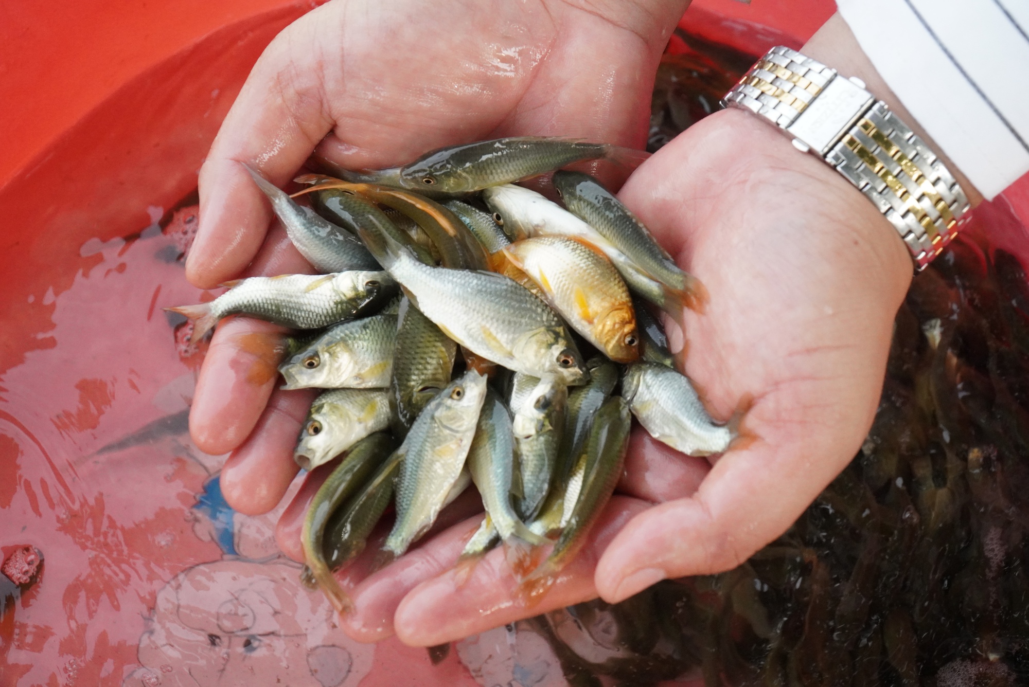 Bắc Ninh: Ứng dụng công nghệ vào sản xuất cá giống, tạo hiệu quả bất ngờ - Ảnh 5.