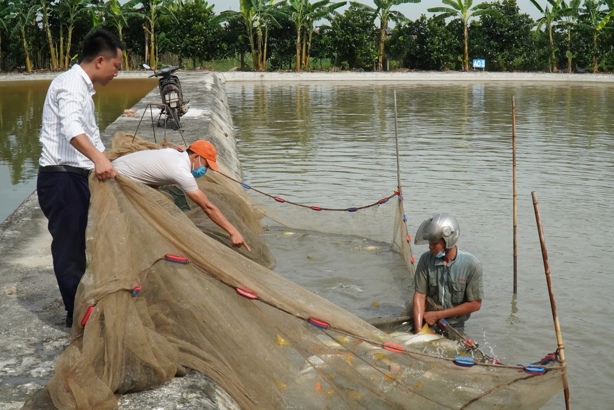 Bắc Ninh: Ứng dụng công nghệ vào sản xuất cá giống, tạo hiệu quả bất ngờ - Ảnh 4.