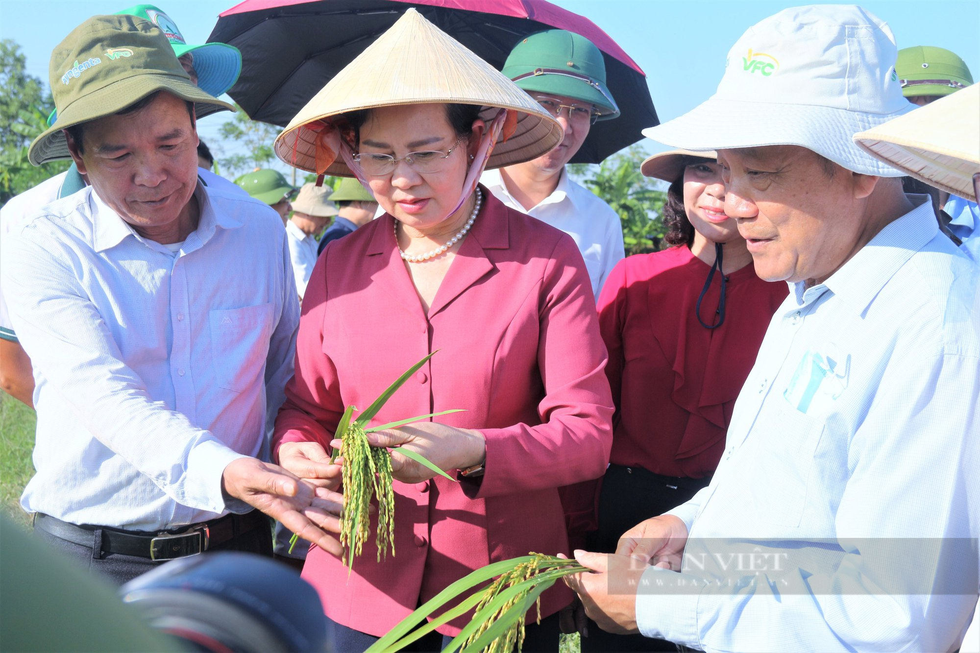 Hà Nam: Sử dụng phân bón Nano Silic (PAN), lúa chĩu bông, tôm, cá bơi đầy đồng - Ảnh 1.