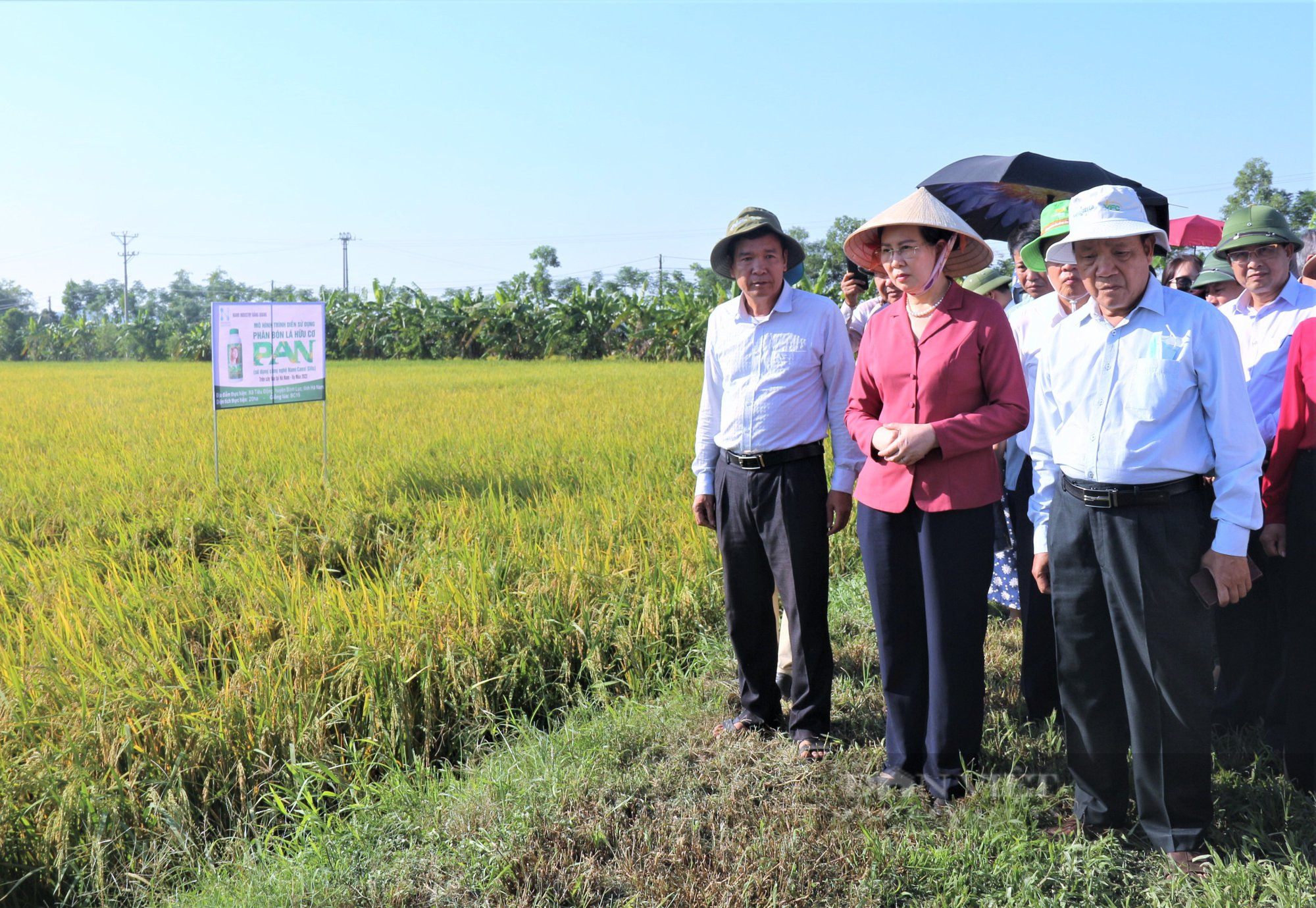 Hà Nam: Sử dụng phân bón Nano Silic (PAN), lúa chĩu bông, tôm, cá bơi đầy đồng - Ảnh 2.