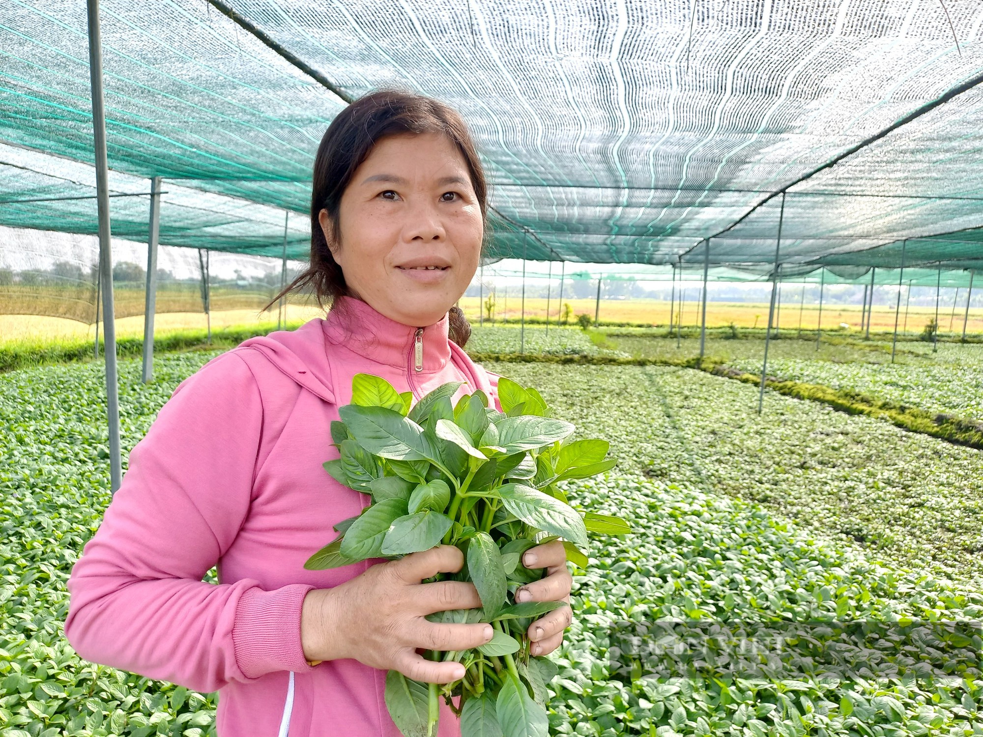Trồng loại rau hoang dã 1 lần hái bán cả đời, chị nông dân Sài Gòn túc tắc xây nhà lầu - Ảnh 1.