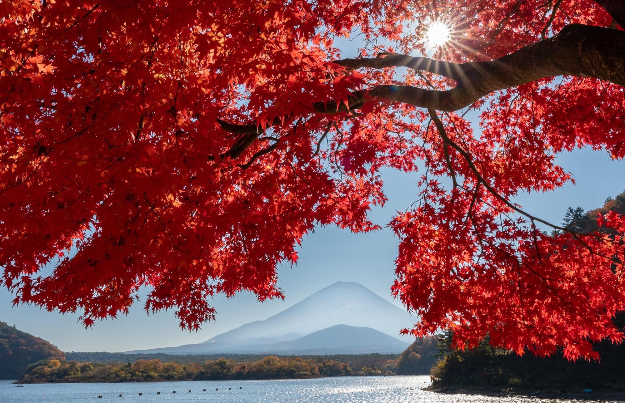 Bức tranh canvas phong cảnh mùa thu tuyệt đẹp AmiA 4111