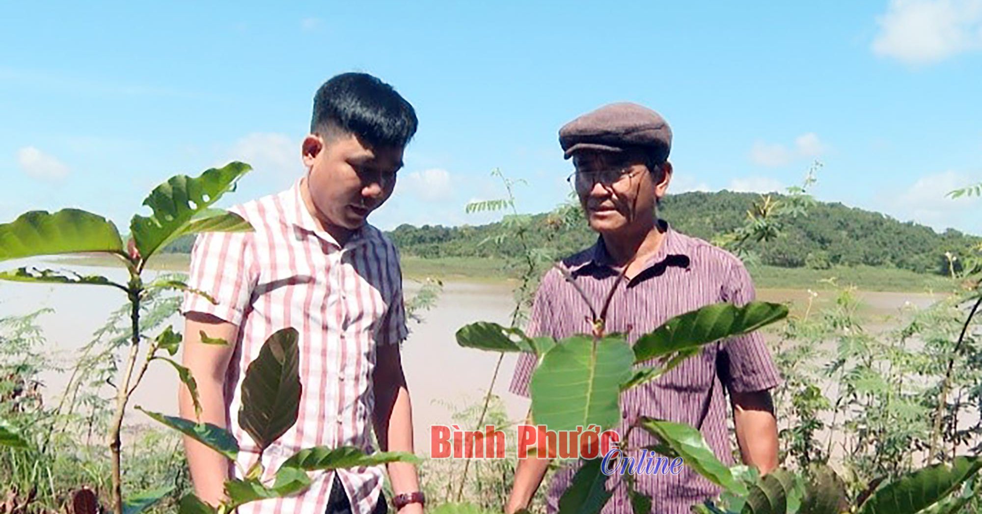 Cây gáo vàng là cây gì mà có thể dầm mình dưới nước, dân Bình Phước trồng bán gỗ đắt tiền?