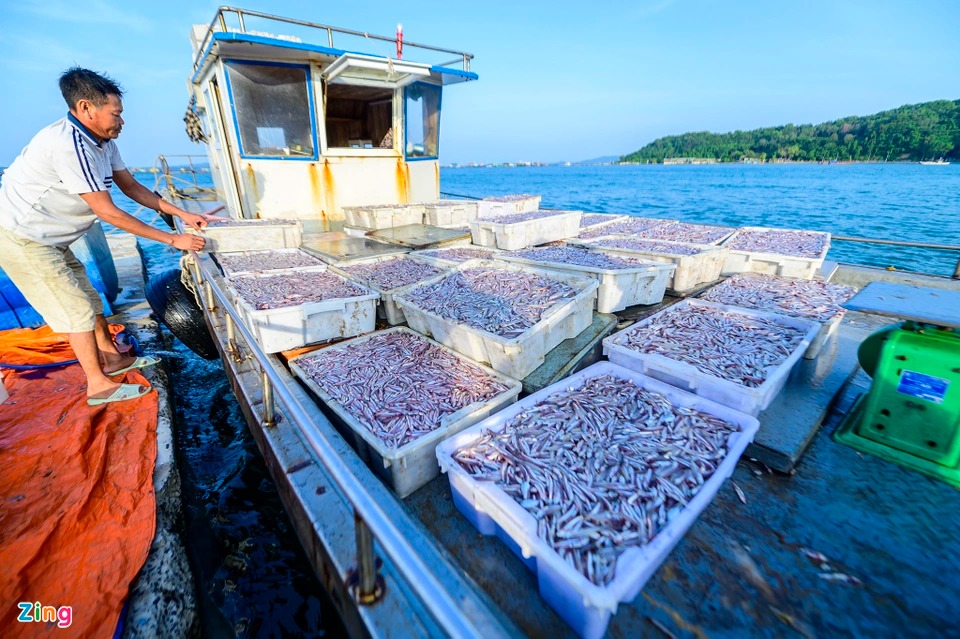 Trúng đậm cá cơm, ngư dân tại Quảng Ninh lãi cả chục triệu mỗi ngày - Ảnh 2.